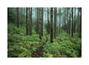 woods