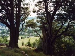trees